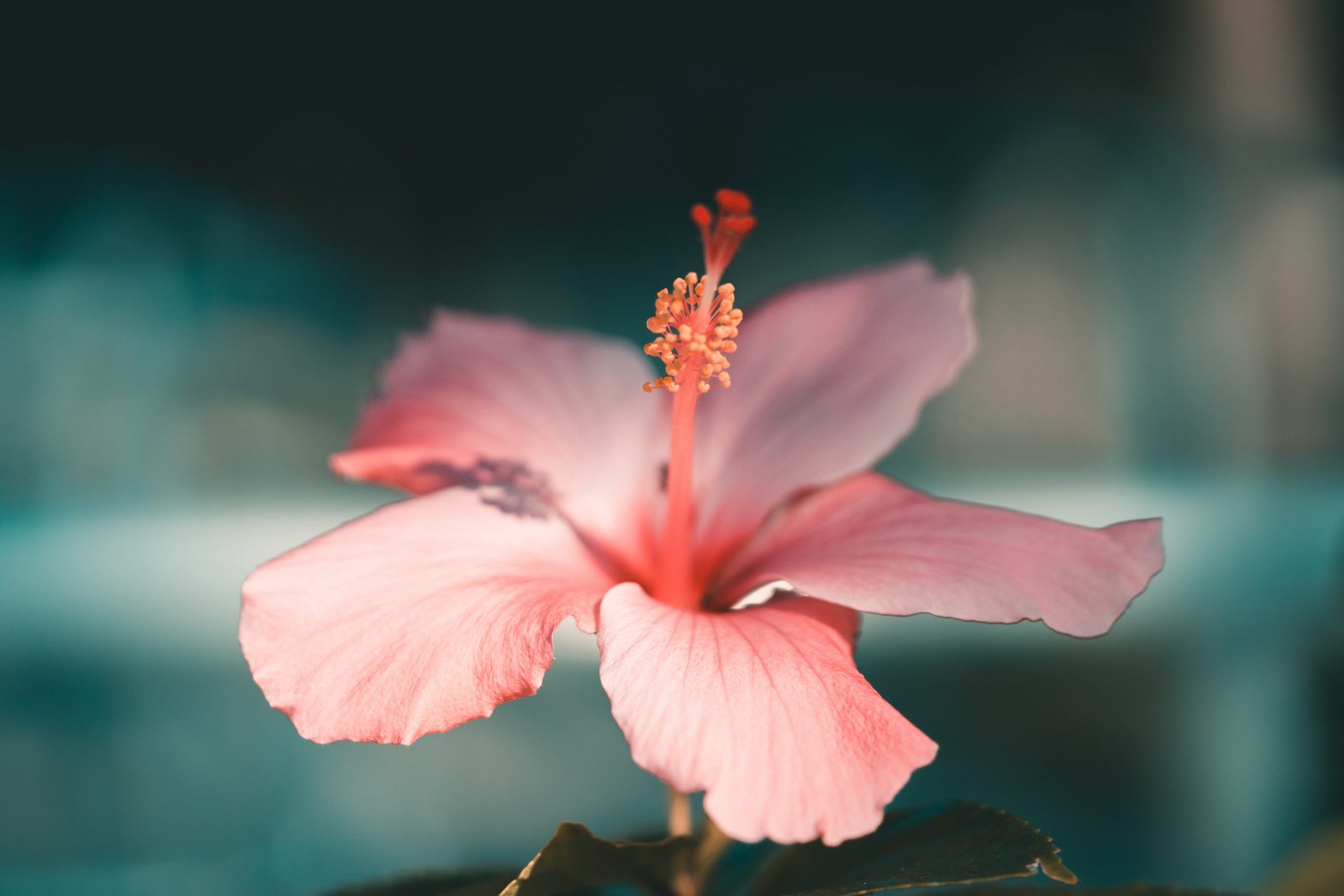 Photo of hibiscus flower by John Wilander on Unsplash